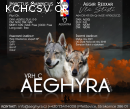 Plánovaný letní vrh C - CHS Aeghyra